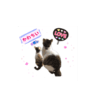 ウチの猫、空＆詩のスタンプです！（個別スタンプ：6）