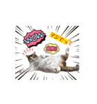 ウチの猫、空＆詩のスタンプです！（個別スタンプ：8）