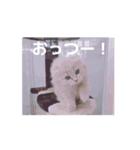 お気持ちを伝えたい（個別スタンプ：3）