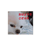 お気持ちを伝えたい（個別スタンプ：7）