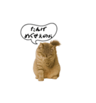 動く！方言猫（津軽弁Ver2）（個別スタンプ：2）