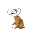 動く！方言猫（津軽弁Ver2）（個別スタンプ：3）