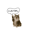 動く！方言猫（津軽弁Ver2）（個別スタンプ：4）