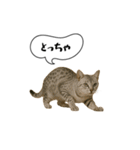 動く！方言猫（津軽弁Ver2）（個別スタンプ：6）