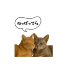 動く！方言猫（津軽弁Ver2）（個別スタンプ：8）