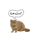 動く！方言猫（津軽弁Ver2）（個別スタンプ：9）