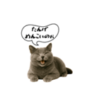 動く！方言猫（津軽弁Ver2）（個別スタンプ：10）