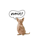 動く！方言猫（津軽弁Ver2）（個別スタンプ：11）