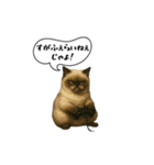動く！方言猫（津軽弁Ver2）（個別スタンプ：13）