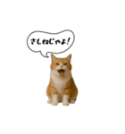 動く！方言猫（津軽弁Ver2）（個別スタンプ：14）