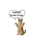 動く！方言猫（津軽弁Ver2）（個別スタンプ：16）