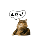 動く！方言猫（津軽弁ver1）（個別スタンプ：3）
