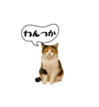 動く！方言猫（津軽弁ver1）（個別スタンプ：4）
