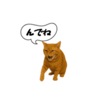 動く！方言猫（津軽弁ver1）（個別スタンプ：5）