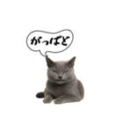 動く！方言猫（津軽弁ver1）（個別スタンプ：6）