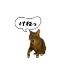 動く！方言猫（津軽弁ver1）（個別スタンプ：7）
