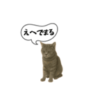 動く！方言猫（津軽弁ver1）（個別スタンプ：8）