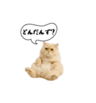 動く！方言猫（津軽弁ver1）（個別スタンプ：9）