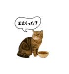 動く！方言猫（津軽弁ver1）（個別スタンプ：10）