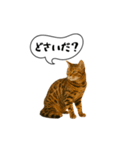 動く！方言猫（津軽弁ver1）（個別スタンプ：11）