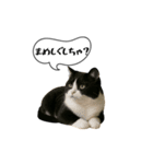 動く！方言猫（津軽弁ver1）（個別スタンプ：12）