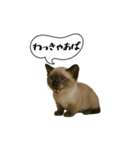動く！方言猫（津軽弁ver1）（個別スタンプ：13）