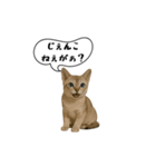 動く！方言猫（津軽弁ver1）（個別スタンプ：14）