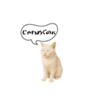 動く！方言猫（津軽弁ver1）（個別スタンプ：18）