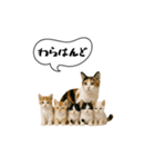 動く！方言猫（津軽弁ver1）（個別スタンプ：19）