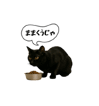 動く！方言猫（津軽弁ver1）（個別スタンプ：20）