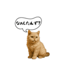 動く！方言猫（津軽弁ver1）（個別スタンプ：23）
