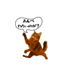 動く！方言猫（津軽弁ver1）（個別スタンプ：24）