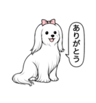 マルチーズ(ロングヘアスタイル)（個別スタンプ：2）