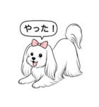 マルチーズ(ロングヘアスタイル)（個別スタンプ：12）