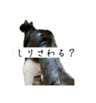 外猫の日常スタンプ（個別スタンプ：1）