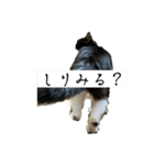 外猫の日常スタンプ（個別スタンプ：2）