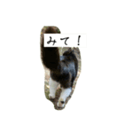 外猫の日常スタンプ（個別スタンプ：4）