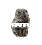 外猫の日常スタンプ（個別スタンプ：10）