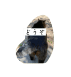 外猫の日常スタンプ（個別スタンプ：11）