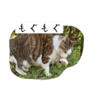 外猫の日常スタンプ（個別スタンプ：14）