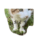 外猫の日常スタンプ（個別スタンプ：20）