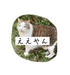 外猫の日常スタンプ（個別スタンプ：23）