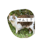 外猫の日常スタンプ（個別スタンプ：24）