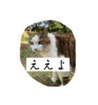 外猫の日常スタンプ（個別スタンプ：26）