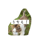 外猫の日常スタンプ（個別スタンプ：27）