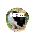 外猫の日常スタンプ（個別スタンプ：29）