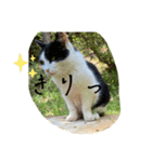 外猫の日常スタンプ（個別スタンプ：30）