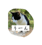 外猫の日常スタンプ（個別スタンプ：31）