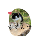 外猫の日常スタンプ（個別スタンプ：32）