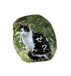 外猫の日常スタンプ（個別スタンプ：34）